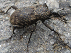 Sipalinus gigas