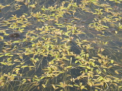 Potamogeton octandrus