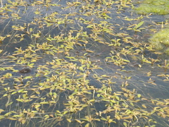Potamogeton octandrus