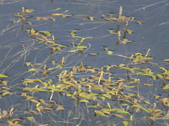 Potamogeton octandrus