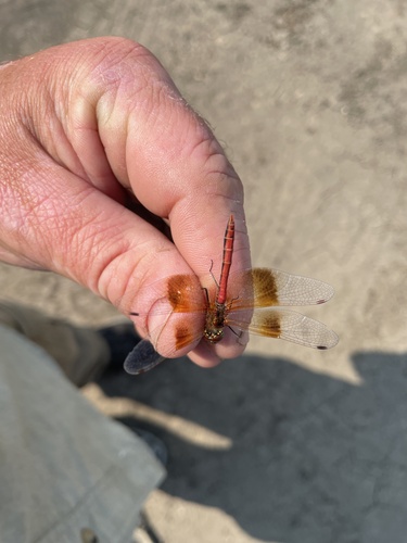 Band-winged Meadowhawk