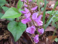 Indigofera kirilowii