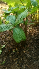 Chloranthales
