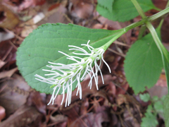 Chloranthus fortunei