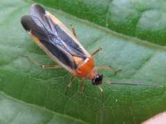Dryophilocoris