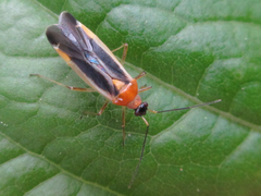 Dryophilocoris