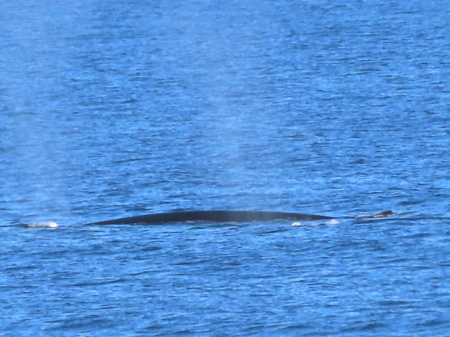 Balaenoptera physalus