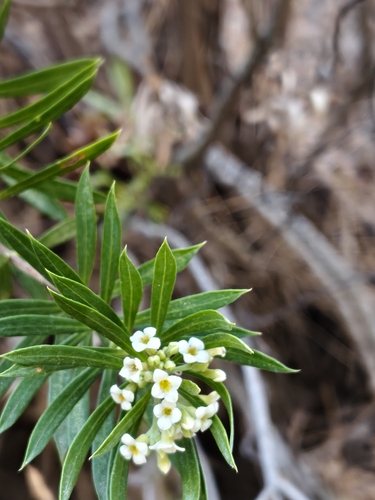 Flax-leaved Daphne