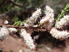 Tamarix africana