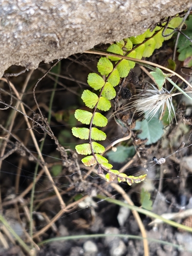 maidenhair spleenwort