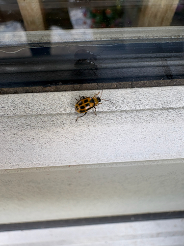 Bean Leaf Beetle