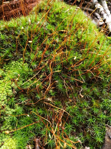 Polytrichum ohioense, 2026-08-08