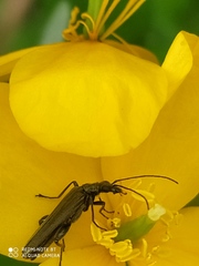 Oedemera flavipes