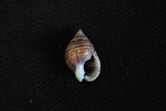 Nassarius gaudiosus