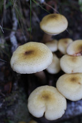 Armillaria limonea