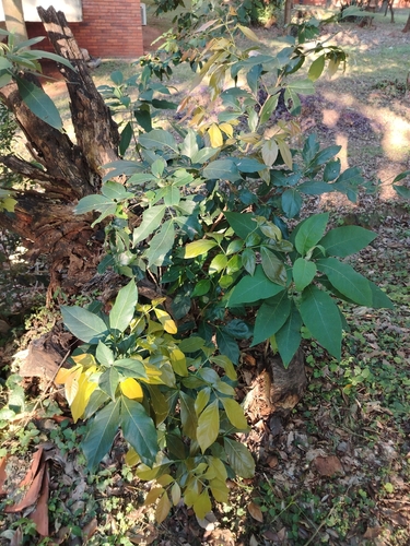 Inga uraguensis, 2026-08-21