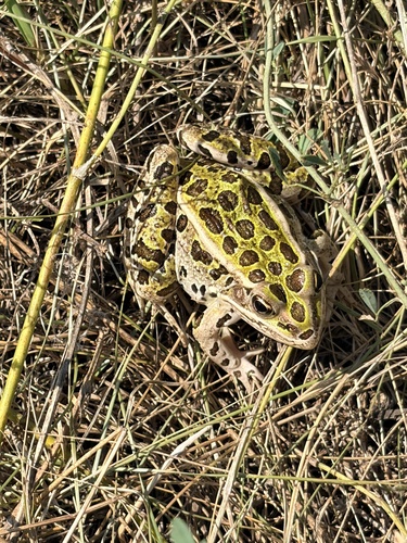 Northern Leopard Frog