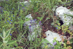 Bellevalia dubia