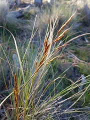 Sorghum leiocladum