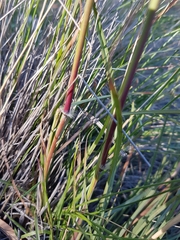 Sorghum leiocladum