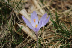 Crocus heuffelianus scepusiensis