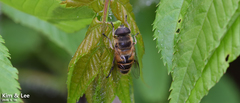 Eristalis cerealis