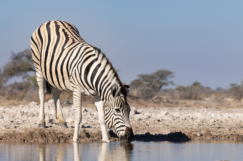 Burchell's Zebra