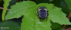 Glycyphana fulvistemma