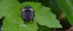 Glycyphana fulvistemma
