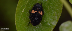 Glycyphana fulvistemma