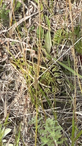 Northern Leopard Frog