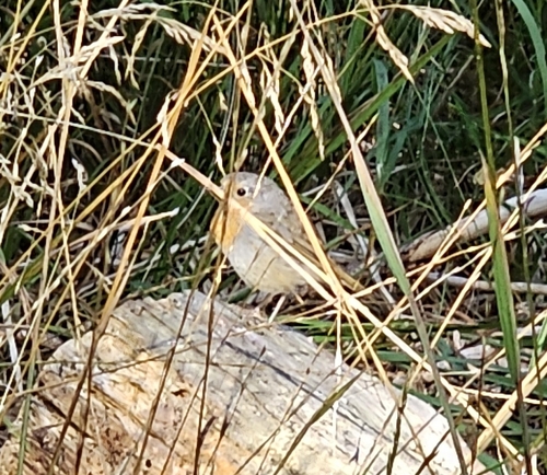 European Robin