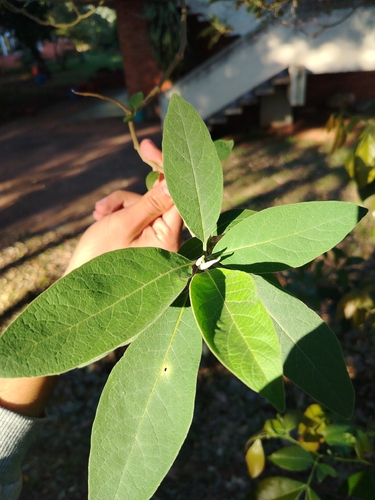 Cordia trichotoma, 2026-08-21