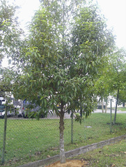 Calophyllum soulattri