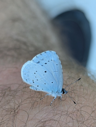 Holly Blue