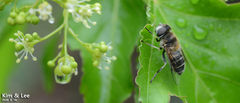 Eristalis kyokoae