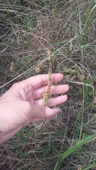 Carex flacca serrulata