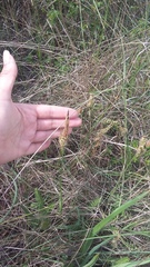 Carex flacca serrulata