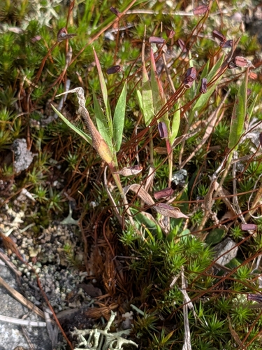 Dichanthelium implicatum observed 2026-08-21