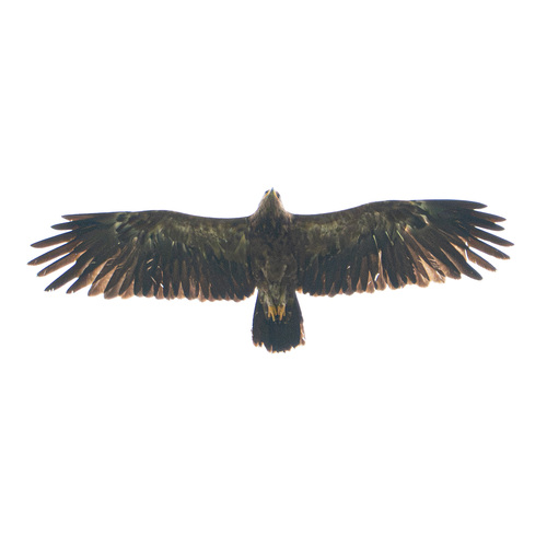 Lesser Spotted Eagle