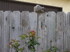 Sciurus niger