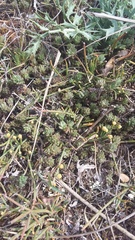 Sedum urvillei