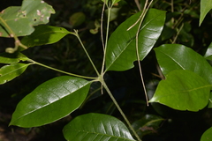 Olea paniculata