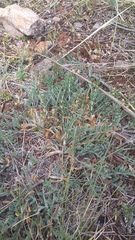 Astragalus rupifragus