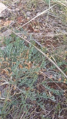 Astragalus rupifragus