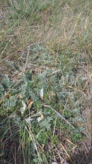 Astragalus rupifragus