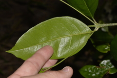 Olea paniculata