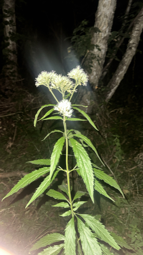 hemp agrimony