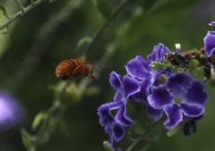 Amegilla bombiformis