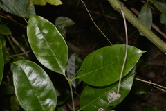 Olea paniculata